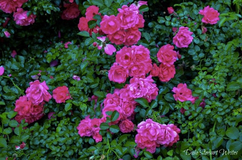Duke Gardens Wild Roses Travel Through Life