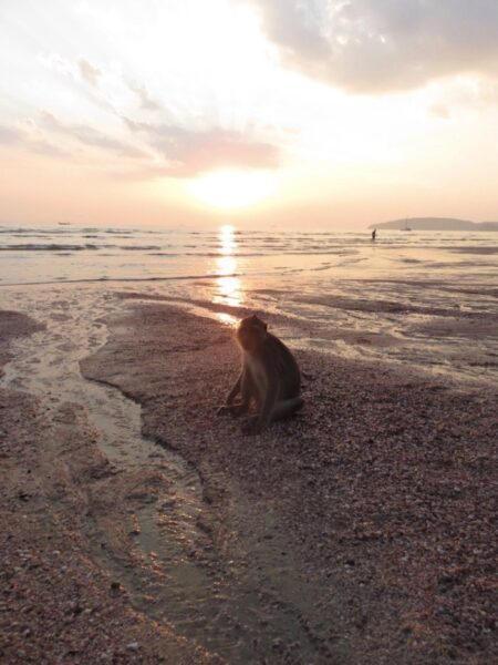 Krabi Thailand Monkey Photo by Natasha from Live Learn Venture