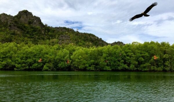 Langkawi Mangroves Photo by Dave from TravelDave.co.uk