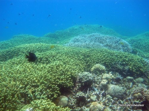 Nha Trang Diving Photo by Talon Windwalker from 1 Dad 1 Kid