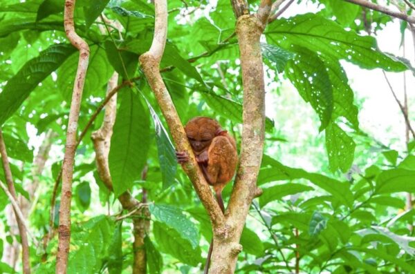Philippine Tarsier Photo by Bob Boles from the Traveling Fool