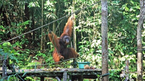 Ramble and Wander - Semenggoh Wildlife Centre