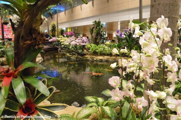 Singapore Changi Airport Orchid Garden Photo by Peanuts or Pretzels