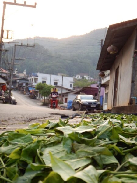 Thailand Mae Salong Photo by Jen from Two Can Travel