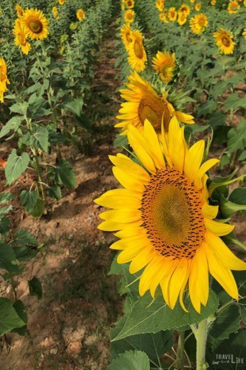 Dix Park sunflowers Raleigh NC Travel Guide Image