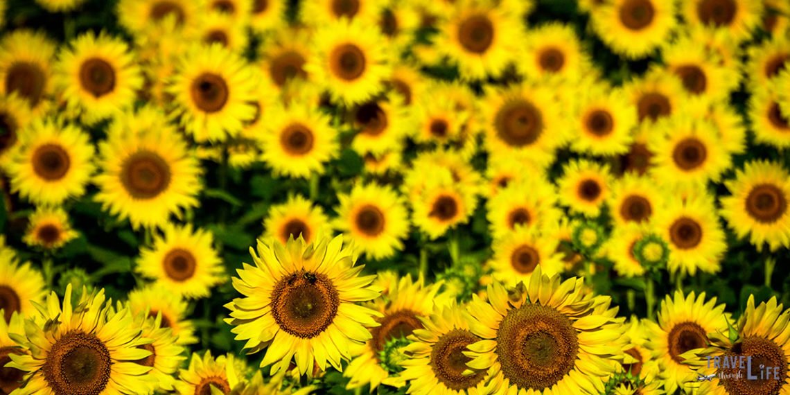 Raleigh Sunflowers on the Neuse River Trail Greenway Travel Story