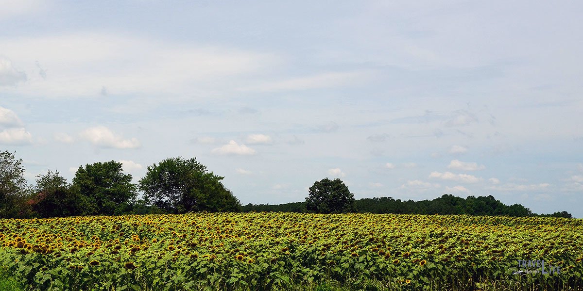 Raleigh Sunflowers on the Neuse River Trail Greenway North Carolina