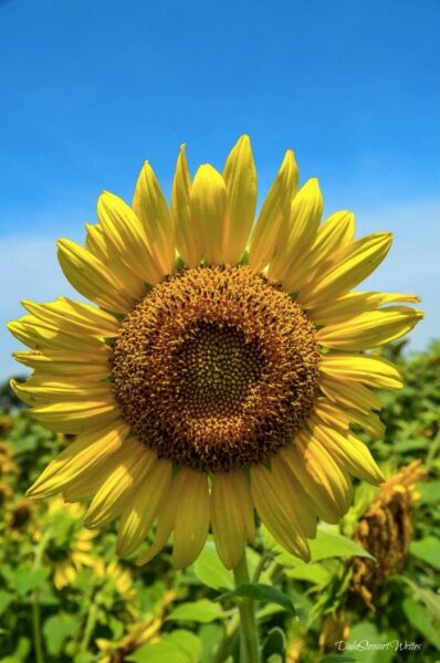 Raleigh Neuse River Trail Happy Sunflower