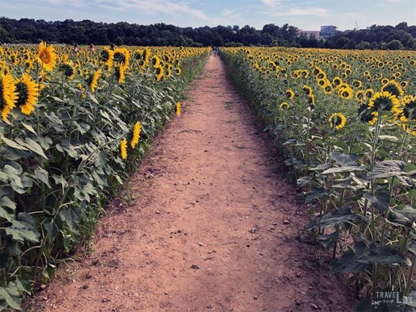 Raleigh Sunflower Field Travel Guide Image