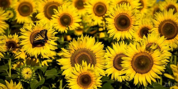 Raleigh Sunflowers at Dorothea Dix Park NC Travel Guide Featured Image