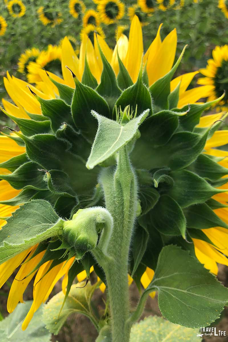 Raleigh Sunflowers at Dorothea Dix Park North Carolina