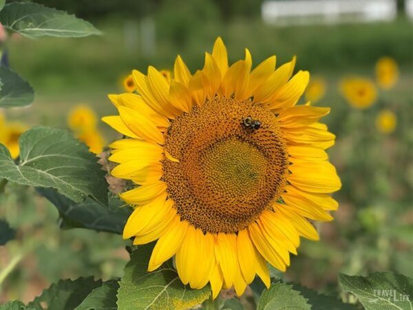 Sunflower Fields in NC Dorothea Dix Raleigh NC Image