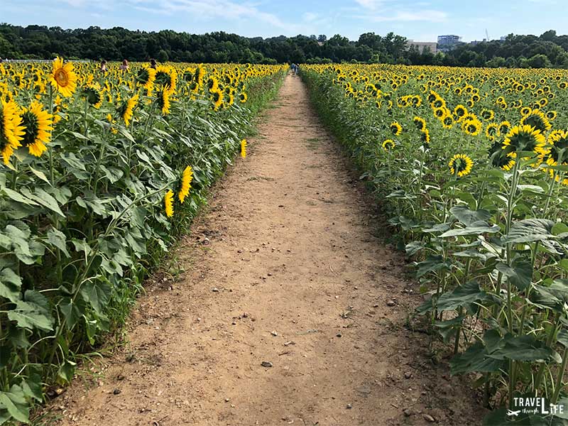 Sunflowers in Raleigh NC