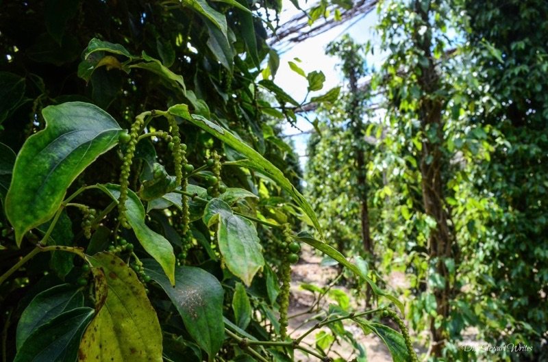 cambodia-kampot-pepper-vines