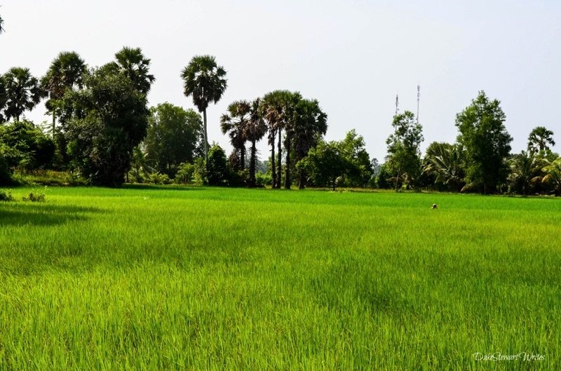 cambodian-rice-field-with-person-working-it