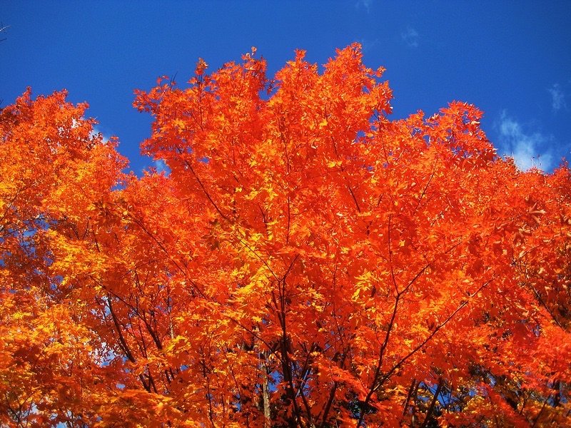 Toronto Foliage Image via Flickr by imposible