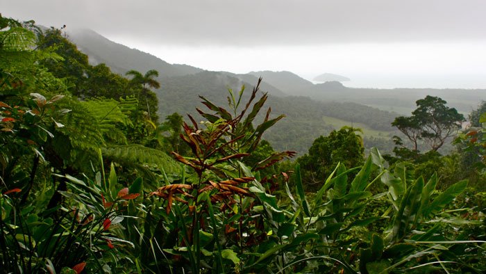 Daintree Rainforest Photo by Flickr User Kyle Taylor via Flickr CC