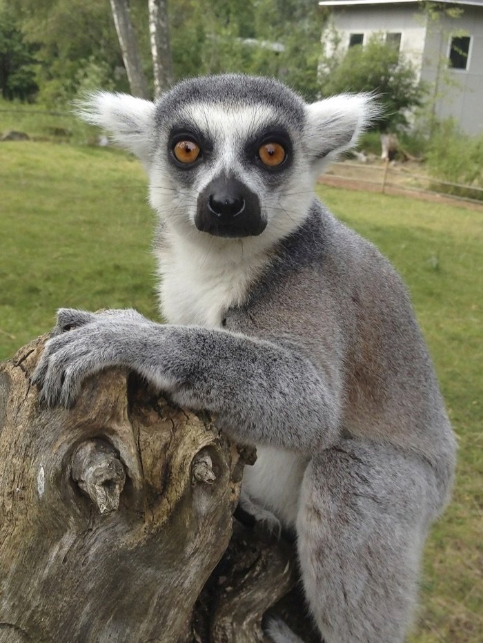 Lemur in Sweden