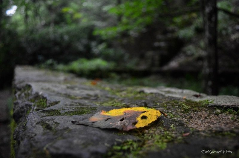 Blowing Rock Glen Burney Trail