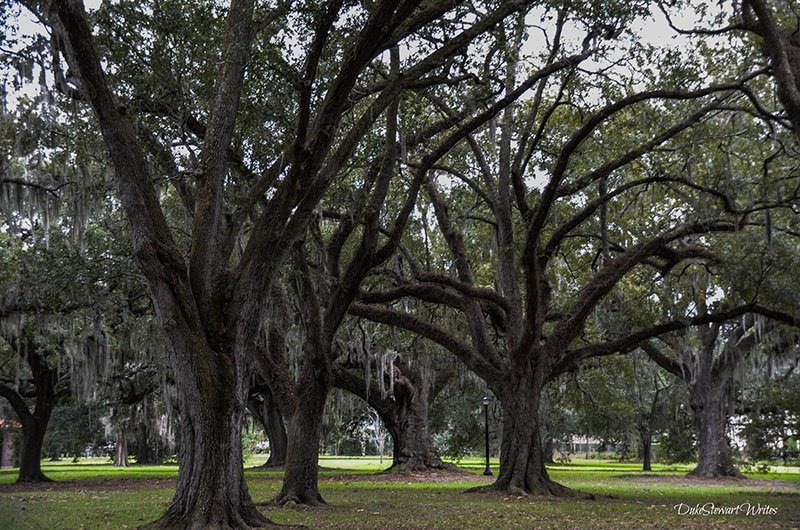 New Orleans City Park