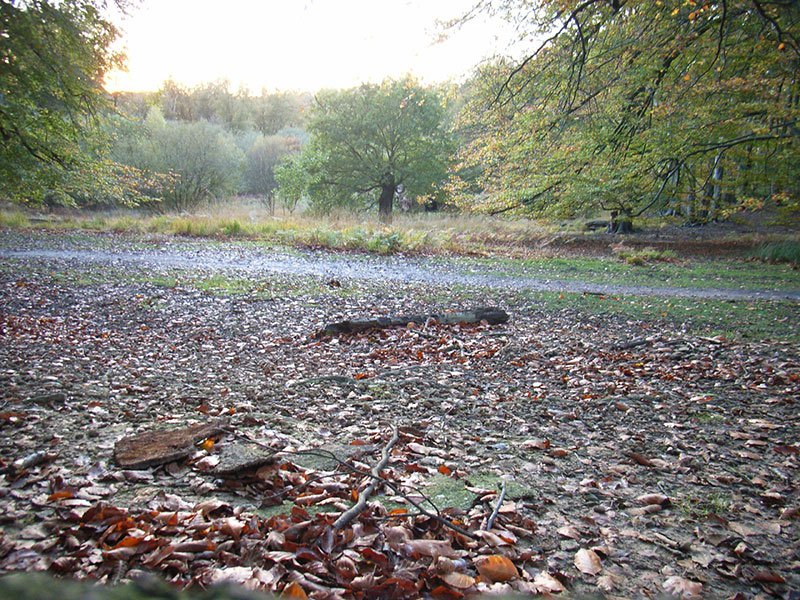 Image of Epping Forest by Geoid via Flickr Creative Commons Non-Commercial