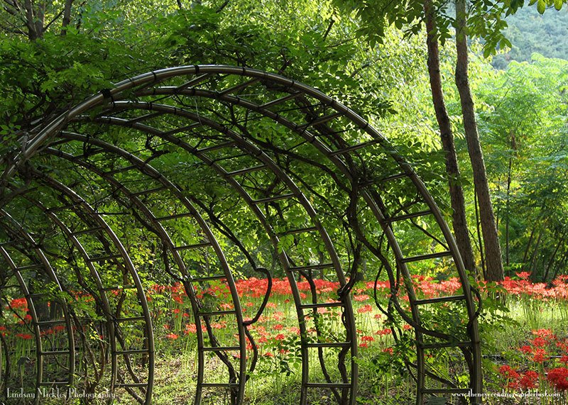 Fall in South Korea Daegu Arboretum