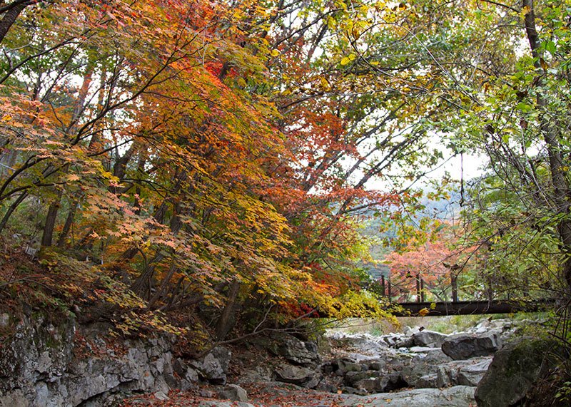 Fall in South Korea Garden of the Morning Calm