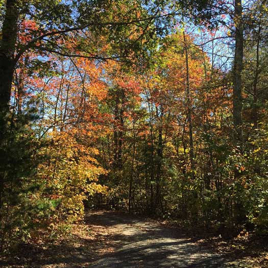 Fall Foliage North Georgia US Photo by Karon Warren