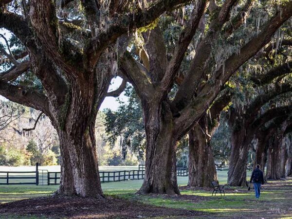 Places to Visit in the US during Fall Charleston SC Image