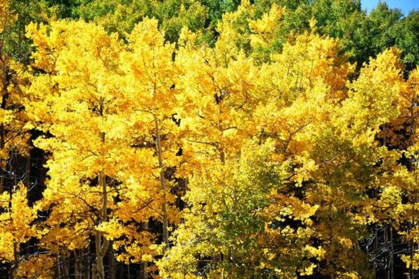 Santa Fe US in Fall Golden aspens photo by Steve Collins