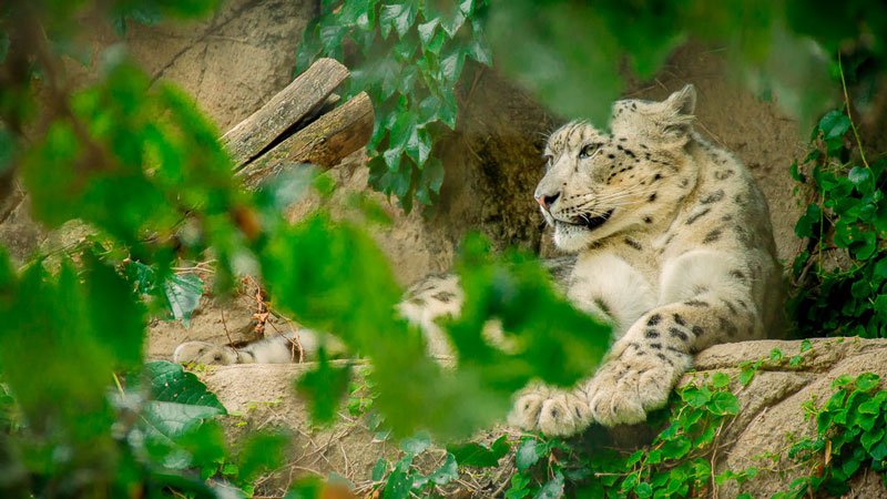 Chicago Lincoln Park Zoo Photo by Flickr User Ryan Summers