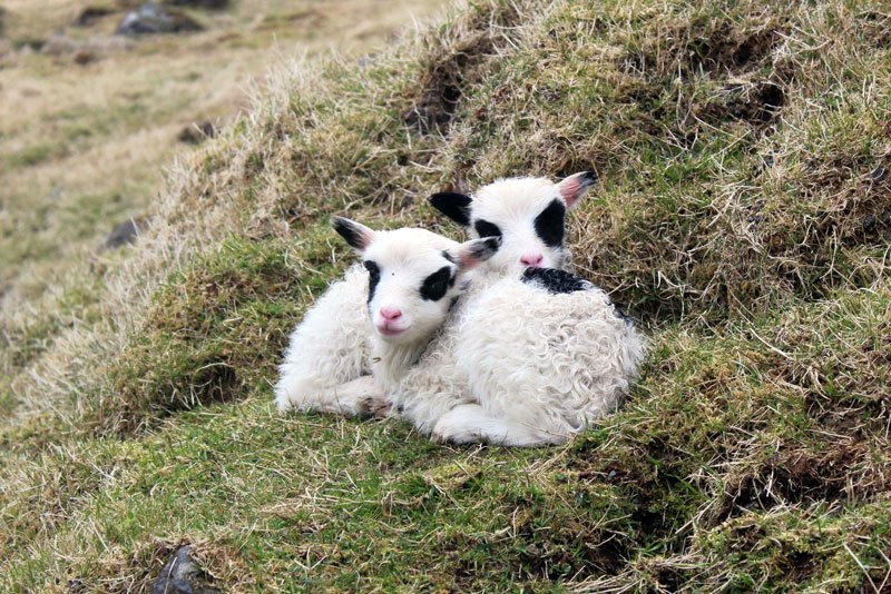 Faroe Islands Lambs