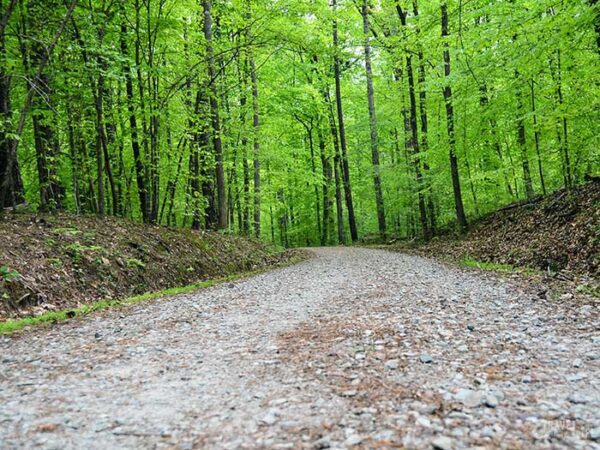 Outdoor Things to Do in Durham NC Duke Forest Image