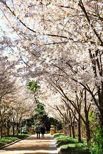 Sarah P Duke Gardens Durham NC Spring Cherry Blossoms Image