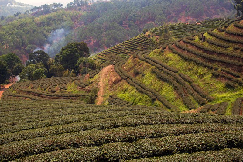 Northern Thailand Mae Salong Photo by Marie Carmen