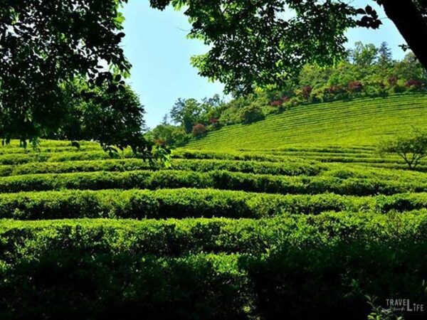 South Korea Road Trip Travel Guide Boseong Green Tea Plantation Image