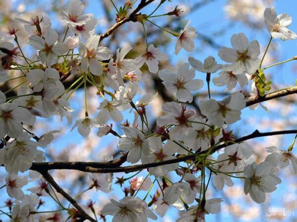 Jinhae Cherry Blossom Festival Cherry Blossoms Image