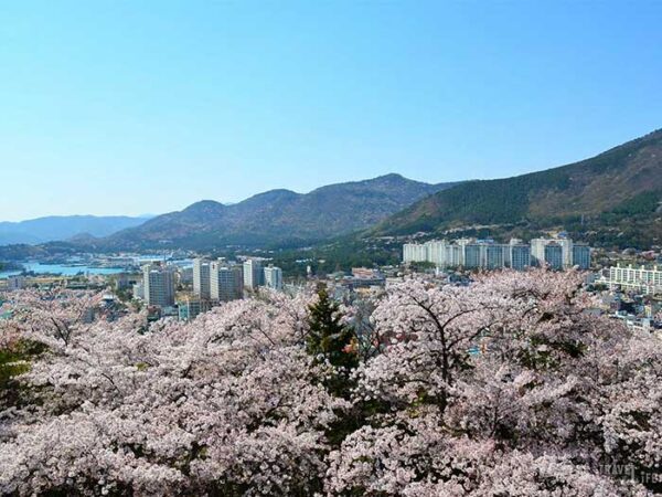 Jinhae Cherry Blossom Festival South Korea Around the Festival Image