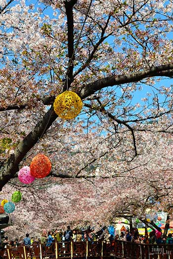 Jinhae Cherry Blossom Festival South Korea Blossoms Image