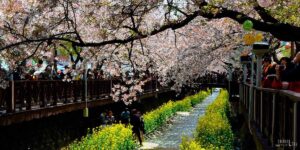 Jinhae Cherry Blossom Festival South Korea Travel Guide Featured Image