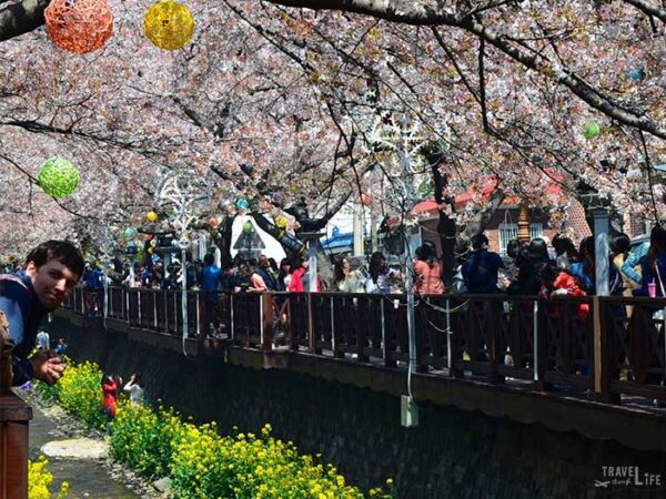 Jinhae Cherry Blossom Festival South Korea Yeojwacheon Stream Image