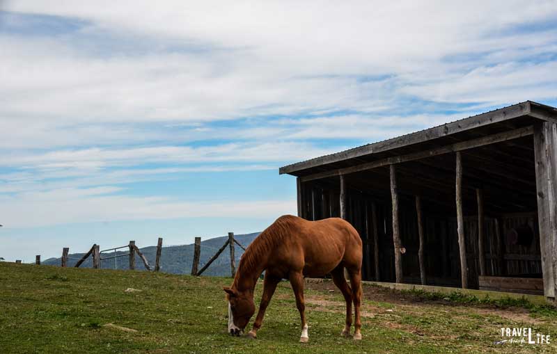 Apple Hill Farm Horse