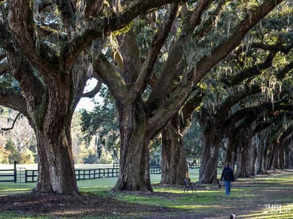 Charleston South Carolina Plantation District Image