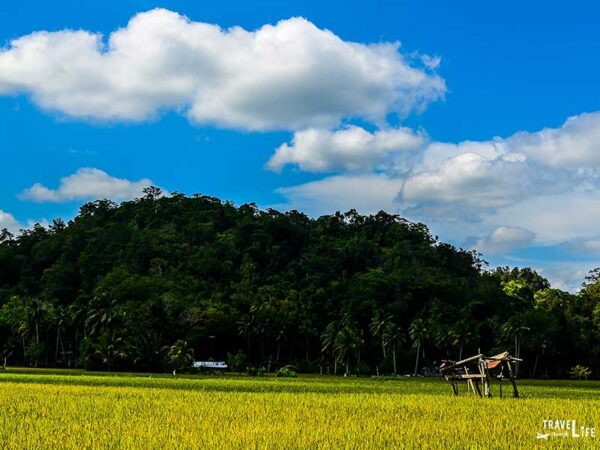 Travel to Philippines Rice Field