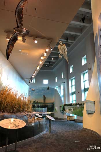 Day Date Things to Do in Raleigh NC Museum of Natural Sciences Inside