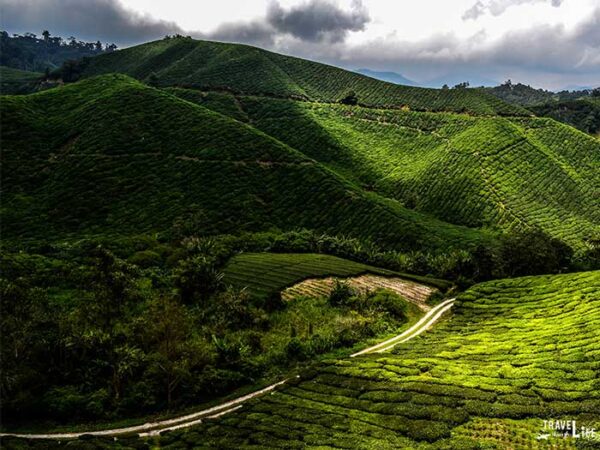 Places to Visit in Southeast Asia Cameron Highlands Malaysia Image