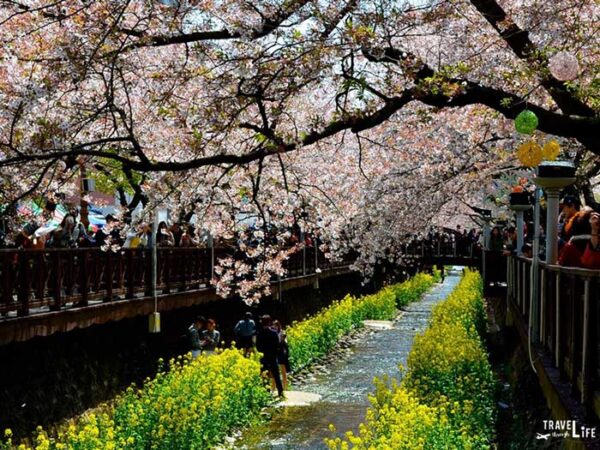 Travel to South Korea Things to Know Jinhae Cherry Blossom Festival Image