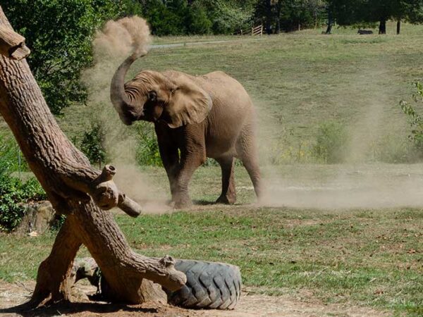 Asheboro Zoo Places to Visit in North Carolina Image